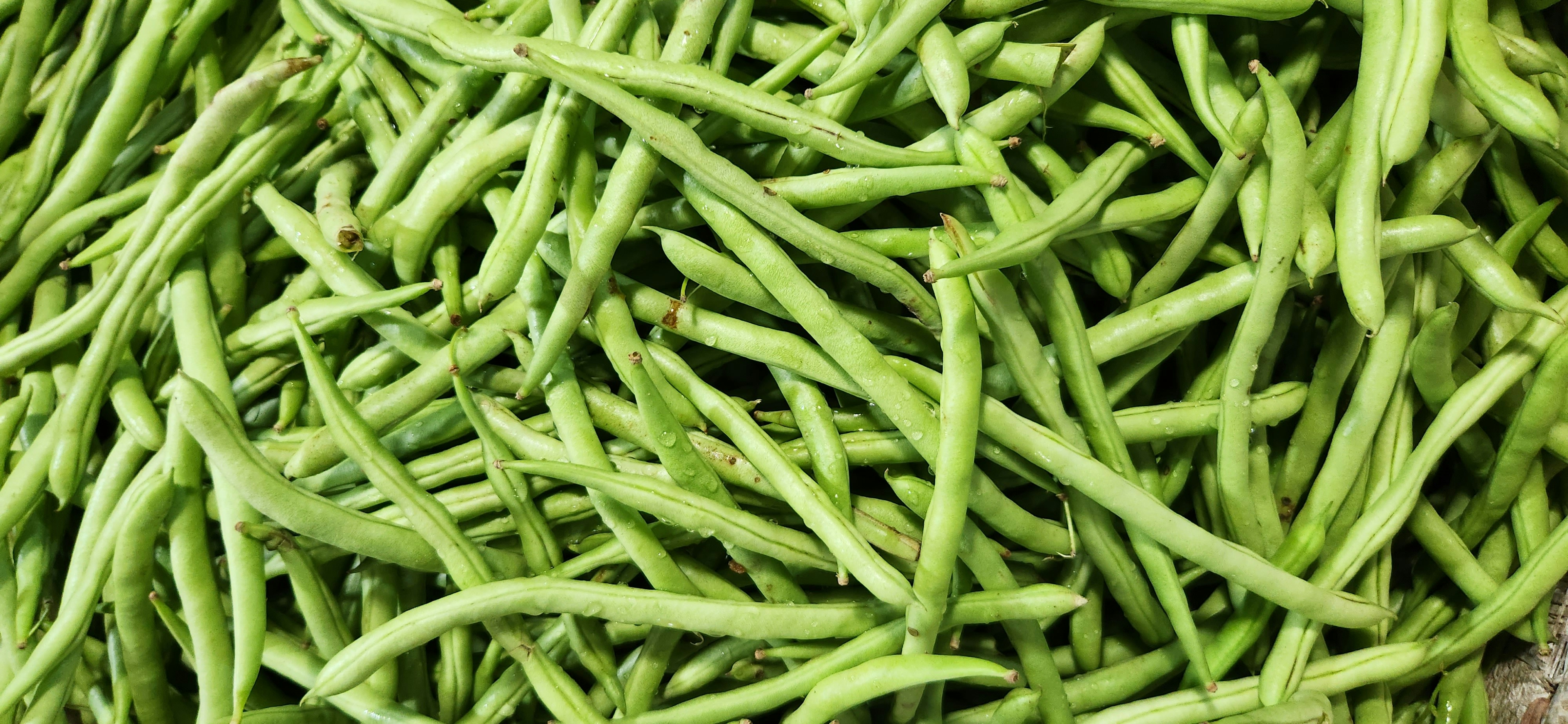 Green Bean