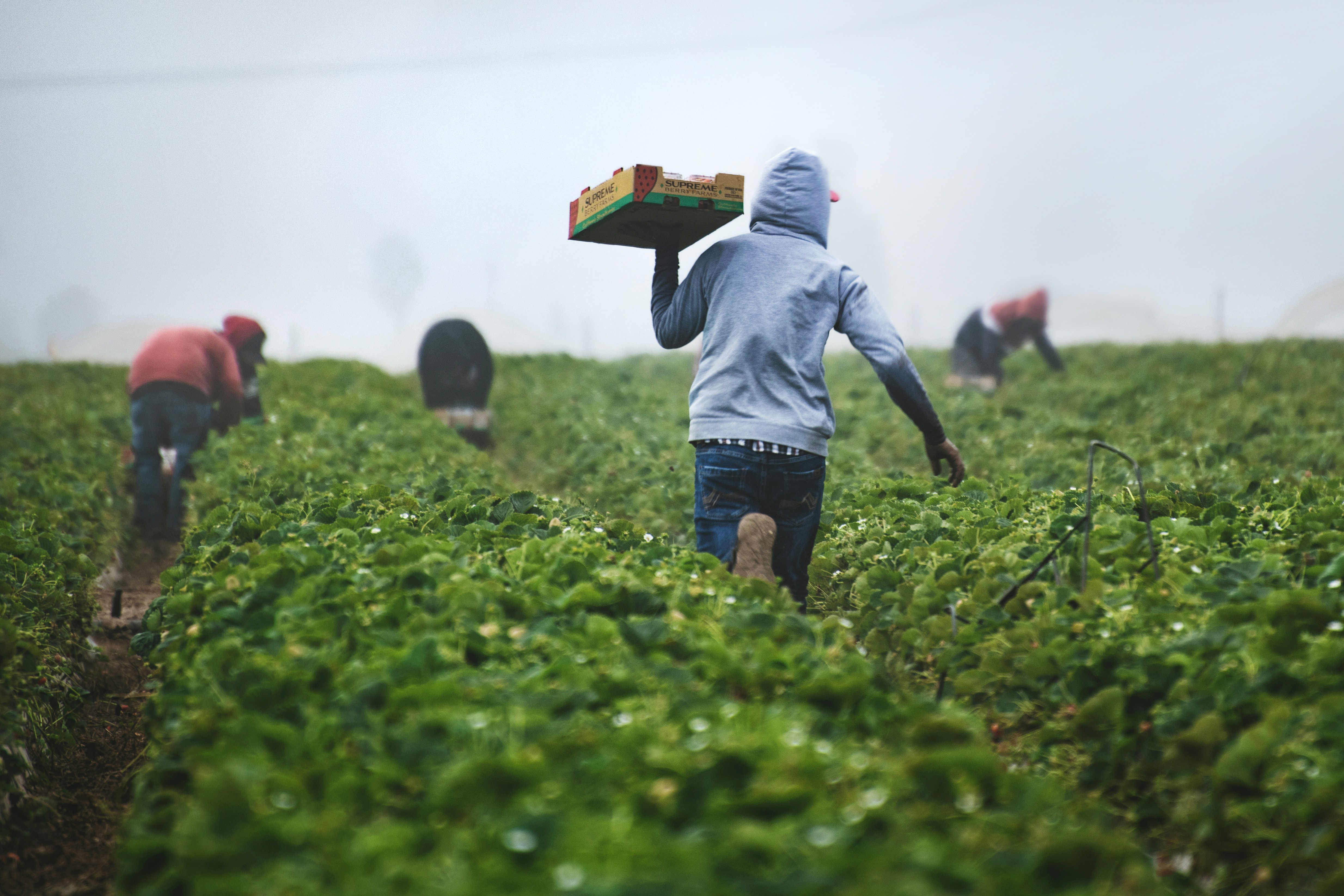 Farm workers harvesting crops in a green field